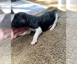 Small Photo #10 Goldendoodle Puppy For Sale in BIRMINGHAM, AL, USA
