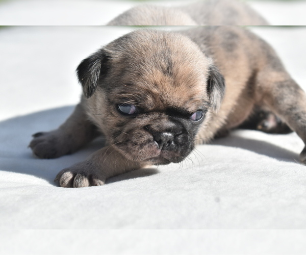 Medium Photo #3 Pug Puppy For Sale in PALM COAST, FL, USA