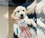 Small Photo #4 Golden Retriever Puppy For Sale in BOILING SPGS, SC, USA