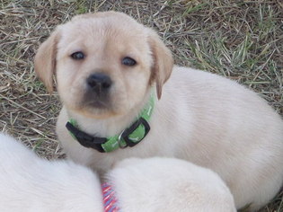 Labrador Retriever Puppy for sale in KEMPNER, TX, USA