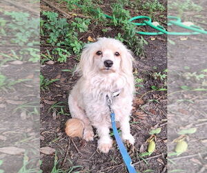 Mal-Shi Dogs for adoption in Missouri City, TX, USA