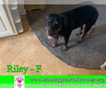 Small #1 Rottweiler