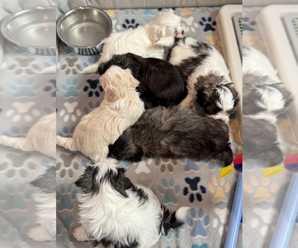 Medium Photo #1 Poodle (Miniature)-Zuchon Mix Puppy For Sale in HTFD, CT, USA