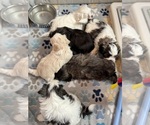 Image preview for Ad Listing. Nickname: Litter of 6