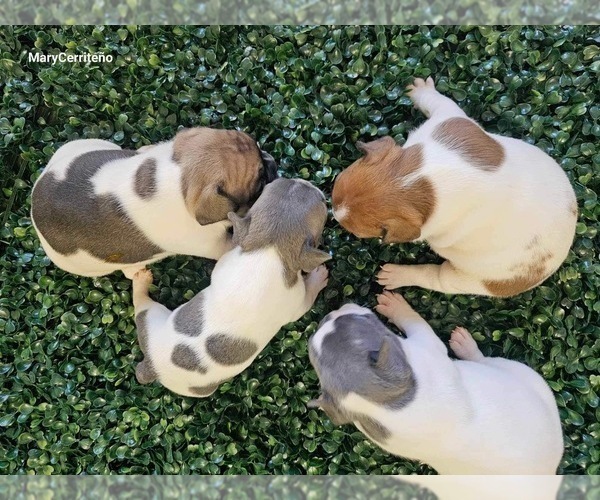 Medium Photo #12 French Bulldog Puppy For Sale in NORTH LAS VEGAS, NV, USA
