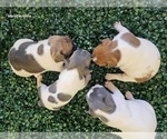 Small Photo #12 French Bulldog Puppy For Sale in NORTH LAS VEGAS, NV, USA