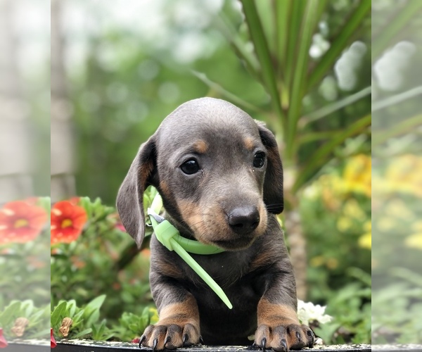 Medium Photo #2 Dachshund Puppy For Sale in LOBELVILLE, TN, USA