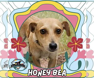 Chiweenie Dogs for adoption in San Antonio, TX, USA