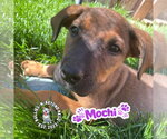 Small Mutt