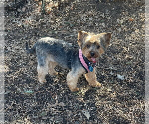 Medium Photo #3 Maltese-Unknown Mix Puppy For Sale in St. Louis Park, MN, USA