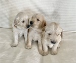 Small Photo #3 English Cream Golden Retriever Puppy For Sale in HANFORD, CA, USA