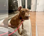 Small #18 American Pit Bull Terrier Mix