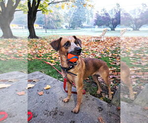 Mutt Dogs for adoption in Rootstown, OH, USA