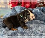 Small #3 English Bulldog