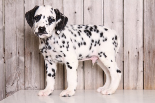 Medium Photo #1 Dalmatian Puppy For Sale in MOUNT VERNON, OH, USA