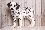Small Photo #1 Dalmatian Puppy For Sale in MOUNT VERNON, OH, USA