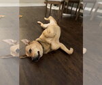 Small #10 German Shepherd Dog Mix