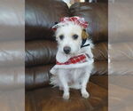 Small #2 Mutt
