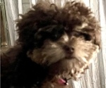 Small Photo #10 Poodle (Toy)-ShihPoo Mix Puppy For Sale in MUNDELEIN, IL, USA