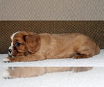 Small #4 Cavalier King Charles Spaniel