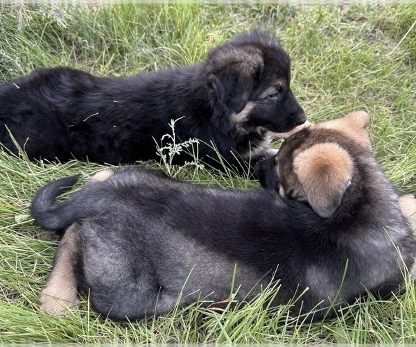 Medium Photo #23 German Shepherd Dog Puppy For Sale in BRIGHTON, CO, USA