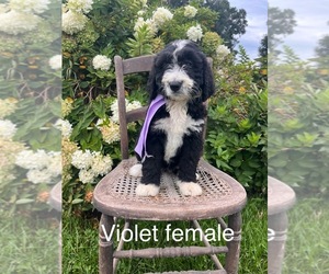 Bernedoodle Puppy for sale in SPENCER, IN, USA