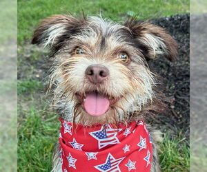 Mutt Dogs for adoption in Arlington, VA, USA