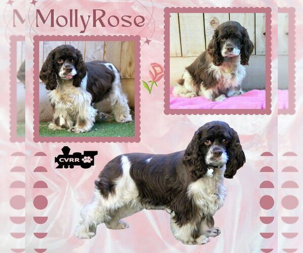 Medium Photo #1 Cocker Spaniel Puppy For Sale in Lindsay, CA, USA