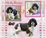 Molly Rose (Ritzy) - Female Cocker Spaniel Dog for Adoption - Small photo