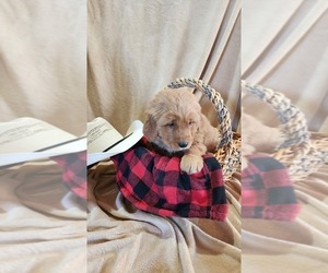 Golden Retriever Puppy for sale in GREENWOOD, WI, USA