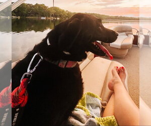 Bunny - Female Labrador Retriever-Unknown Mix Dog for Adoption - Photo #2