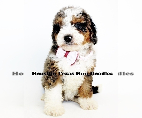 Medium Photo #6 Australian Labradoodle-Miniature Bernedoodle Mix Puppy For Sale in HOUSTON, TX, USA