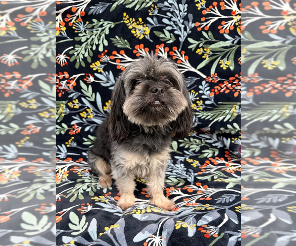 Medium Photo #2 Schweenie Puppy For Sale in Pacifica, CA, USA