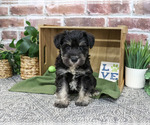 Small Schnauzer (Miniature)