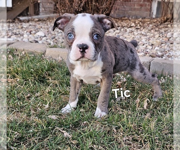 Medium Photo #16 Boston Terrier Puppy For Sale in GENOA, NE, USA