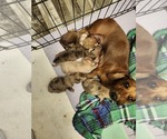Small Photo #1 Dachshund Puppy For Sale in COWETA, OK, USA