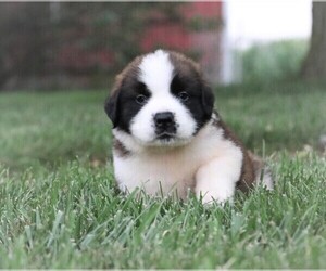 Saint Bernard Puppy for sale in SYRACUSE, IN, USA