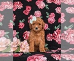 Small Photo #2 Miniature Labradoodle Puppy For Sale in NOTTINGHAM, PA, USA