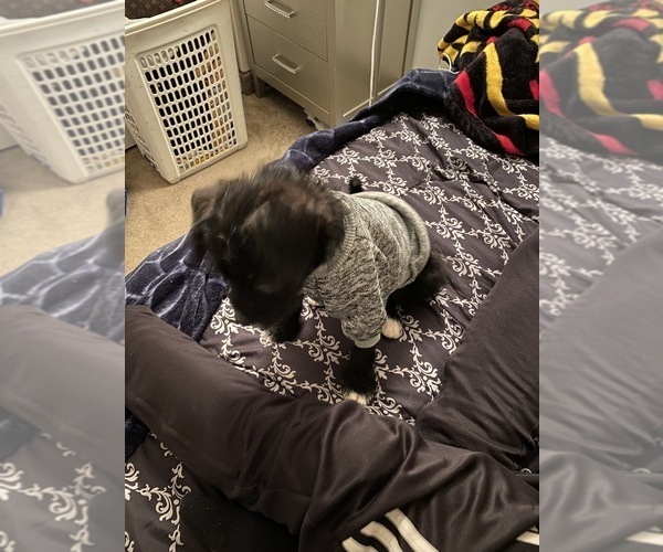 Medium Photo #6 Bossi-Poo-Poodle (Miniature) Mix Puppy For Sale in ROCHESTER, NY, USA