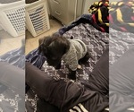 Small Photo #6 Bossi-Poo-Poodle (Miniature) Mix Puppy For Sale in ROCHESTER, NY, USA