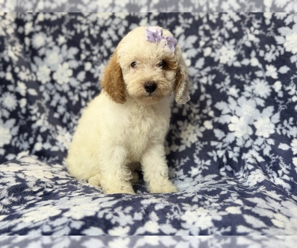 Medium Photo #8 Goldendoodle (Miniature) Puppy For Sale in LAKELAND, FL, USA