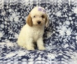 Small #7 Goldendoodle (Miniature)