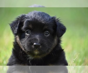 Miniature Australian Shepherd Puppy for sale in PALM COAST, FL, USA