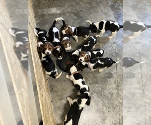 Bagle Hound Puppy for Sale in BOWLING GREEN, Kentucky USA