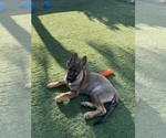 Small #4 German Shepherd Dog