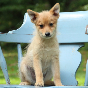 Medium Photo #1 Pomeranian Puppy For Sale in GAP, PA, USA