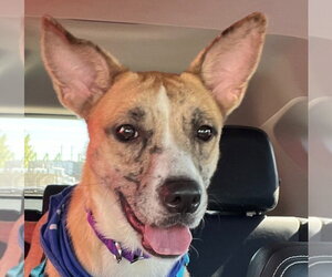 Mutt Dogs for adoption in Canton, CT, USA