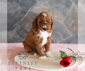 Poodle (Miniature) Puppy for sale in MILL HALL, PA, USA