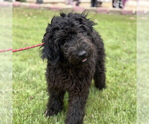 Mutt Dogs for adoption in Yardley, PA, USA
