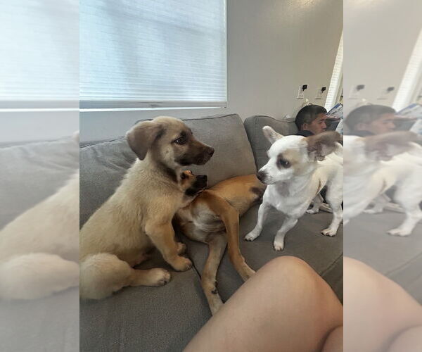 Medium Photo #4 Labrador Retriever-Unknown Mix Puppy For Sale in Dana Point, CA, USA